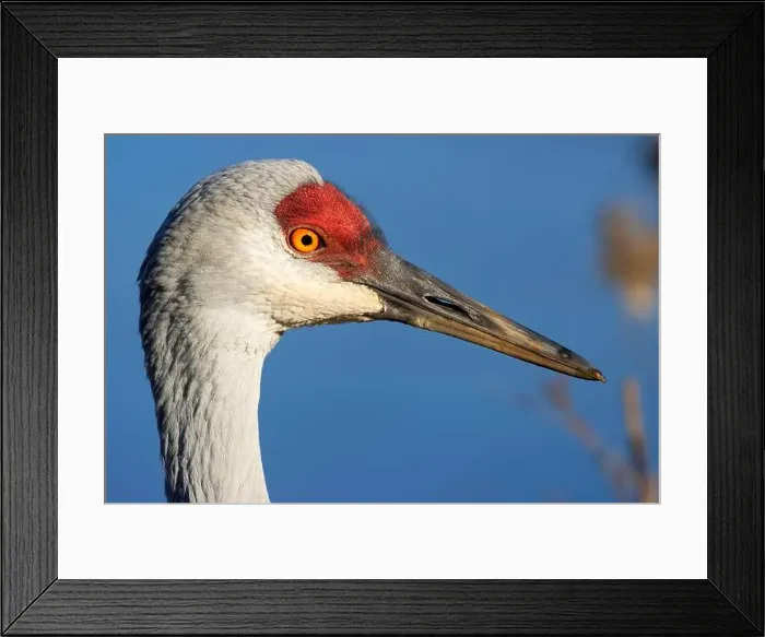 Framed Print : Sandhill crane (Grus canadensis), George C Reifel Migratory Bird Sanctuary, British Columbia, Canada Framed Print : Sandhill crane (Grus canadensis), George C Reifel Migratory Bird Sanctuary, British Columbia, Canada
