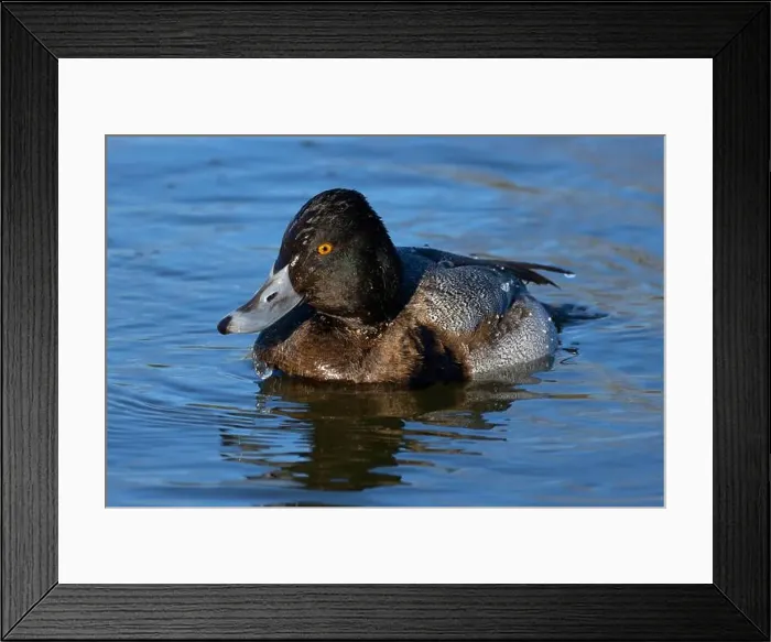 Framed Print : Lesser Scaup (Aythya affinis), George C Reifel Migratory Bird Sanctuary, British Columbia, Canada Framed Print : Lesser Scaup (Aythya affinis), George C Reifel Migratory Bird Sanctuary, British Columbia, Canada