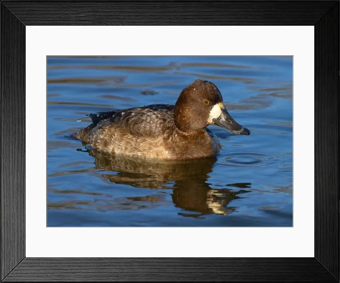 Framed Print : Lesser Scaup (Aythya affinis), George C Reifel Migratory Bird Sanctuary, British Columbia, Canada Framed Print : Lesser Scaup (Aythya affinis), George C Reifel Migratory Bird Sanctuary, British Columbia, Canada