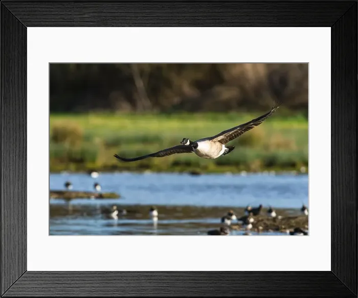 Framed Print : Canada Goose, Branta canadensis, bird in flight over winter marshes Framed Print : Canada Goose, Branta canadensis, bird in flight over winter marshes