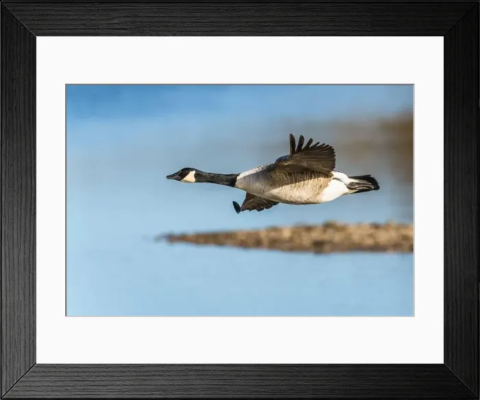 Framed Print : Canada Goose, Branta canadensis, bird in flight over winter marshes
