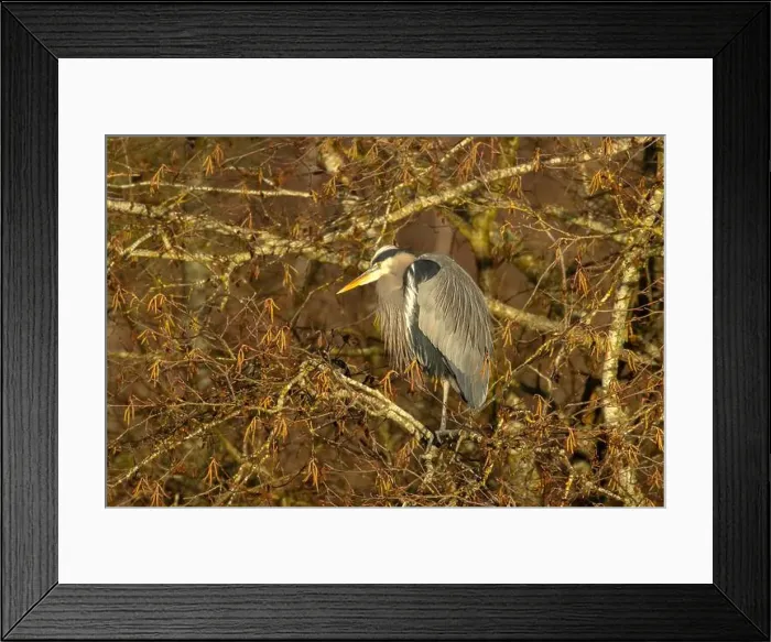 Framed Print : Great blue heron (Ardea herodias), George C Reifel Migratory Bird Sanctuary, British Columbia, Canada Framed Print : Great blue heron (Ardea herodias), George C Reifel Migratory Bird Sanctuary, British Columbia, Canada