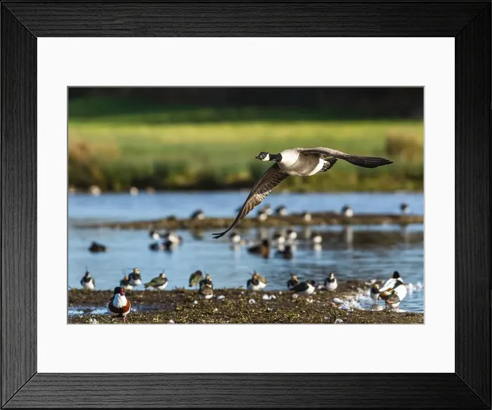 Framed Print : Canada Goose, Branta canadensis, bird in flight over winter marshes