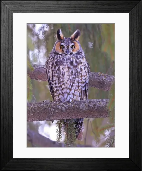 Framed Print : Long-eared owl portrait surrounded by green background, Quebec, Canada Framed Print : Long-eared owl portrait surrounded by green background, Quebec, Canada