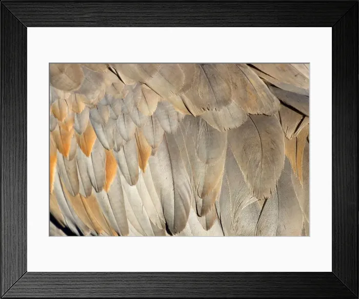 Framed Print : Sandhill crane (Grus canadensis) feathers, George C Reifel Migratory Bird Sanctuary, British Columbia, Canada Framed Print : Sandhill crane (Grus canadensis) feathers, George C Reifel Migratory Bird Sanctuary, British Columbia, Canada
