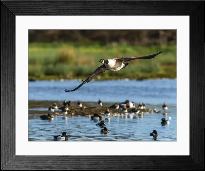 Framed Print : Canada Goose, Branta canadensis, bird in flight over winter marshes