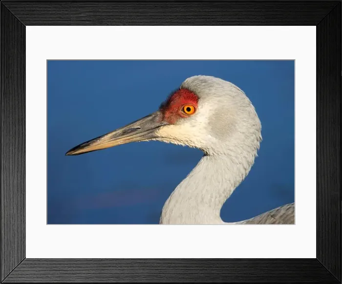 Framed Print : Sandhill crane (Grus canadensis), George C Reifel Migratory Bird Sanctuary, British Columbia, Canada Framed Print : Sandhill crane (Grus canadensis), George C Reifel Migratory Bird Sanctuary, British Columbia, Canada