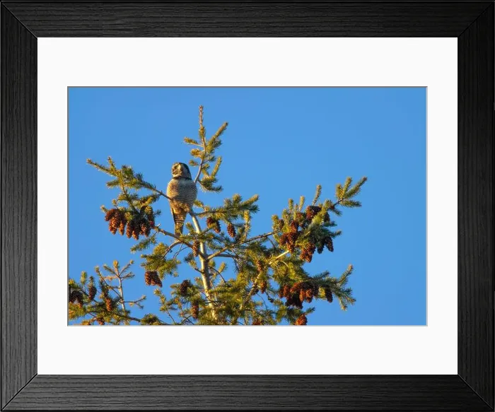 Framed Print : Northern Hawk Owl (Surnia ulula), Ladner, British Columbia, Canada Framed Print : Northern Hawk Owl (Surnia ulula), Ladner, British Columbia, Canada