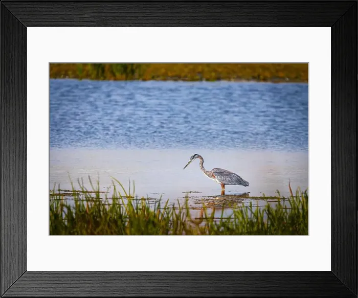 Framed Print : A great blue heron standing in a river with fall colors reflected in the water on an early morning in September Framed Print : A great blue heron standing in a river with fall colors reflected in the water on an early morning in September