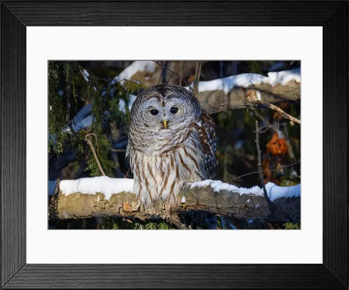 Framed Print : A Barred owl (Strix varia) perched in a tree in the winter forest in Canada Framed Print : A Barred owl (Strix varia) perched in a tree in the winter forest in Canada