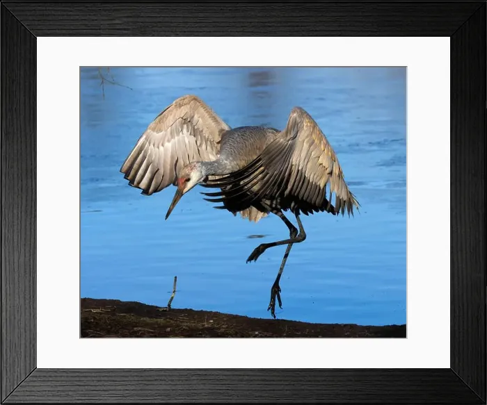 Framed Print : Sandhill crane (Grus canadensis), George C Reifel Migratory Bird Sanctuary, British Columbia, Canada Framed Print : Sandhill crane (Grus canadensis), George C Reifel Migratory Bird Sanctuary, British Columbia, Canada