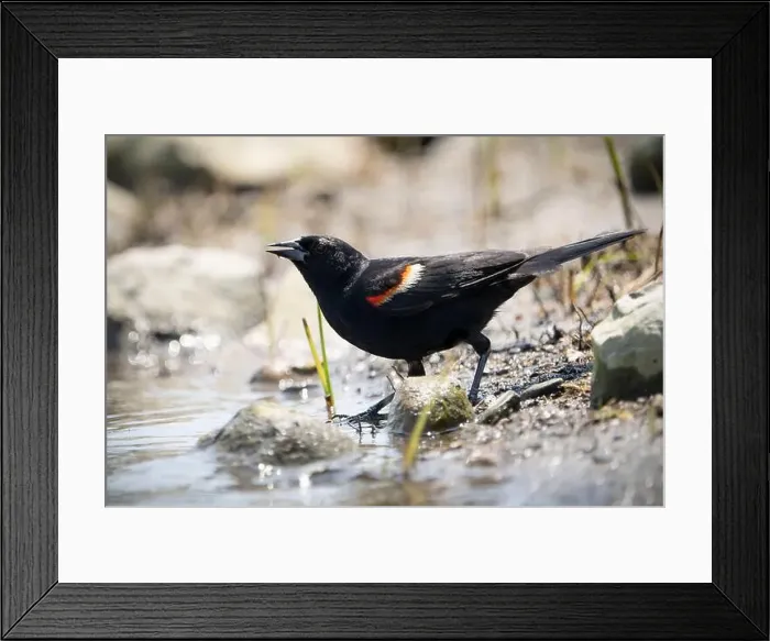 Framed Print : A male red winged blackbird foraging for food along the shores of the St. Lawrence River Framed Print : A male red winged blackbird foraging for food along the shores of the St. Lawrence River