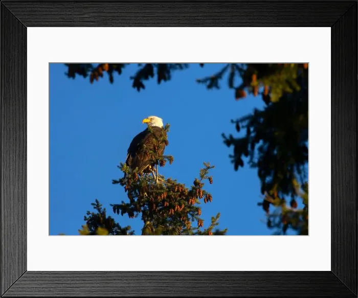 Framed Print : Bald eagle (Haliaeetus leucocephalus), George C Reifel Migratory Bird Sanctuary, British Columbia, Canada Framed Print : Bald eagle (Haliaeetus leucocephalus), George C Reifel Migratory Bird Sanctuary, British Columbia, Canada