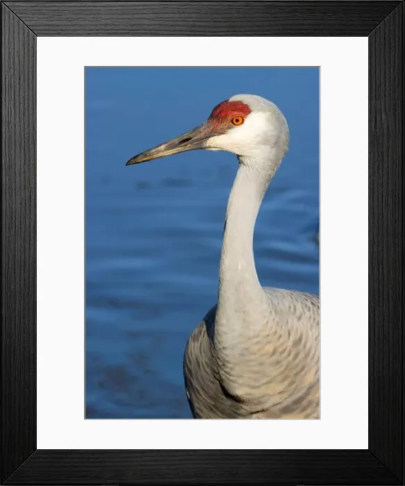 Framed Print : Sandhill crane (Grus canadensis), George C Reifel Migratory Bird Sanctuary, British Columbia, Canada Framed Print : Sandhill crane (Grus canadensis), George C Reifel Migratory Bird Sanctuary, British Columbia, Canada