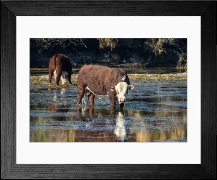 Framed Print : A couple of Hereford bulls grazing in the Salt River near Phoenix, Arizona Framed Print : A couple of Hereford bulls grazing in the Salt River near Phoenix, Arizona