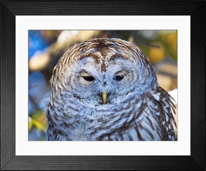 Framed Print : Portrait of a Barred owl with frost covered face perched on a branch Framed Print : Portrait of a Barred owl with frost covered face perched on a branch