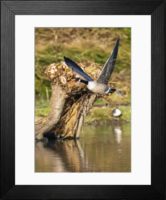 Framed Print : Canada Goose, Branta canadensis, bird in flight over winter marshes Framed Print : Canada Goose, Branta canadensis, bird in flight over winter marshes