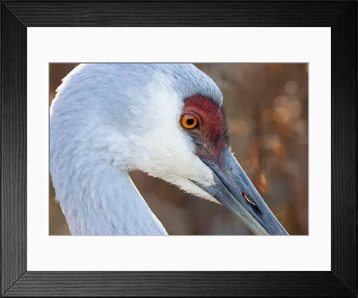Framed Print : Sandhill crane (Grus canadensis), George C Reifel Migratory Bird Sanctuary, British Columbia, Canada Framed Print : Sandhill crane (Grus canadensis), George C Reifel Migratory Bird Sanctuary, British Columbia, Canada