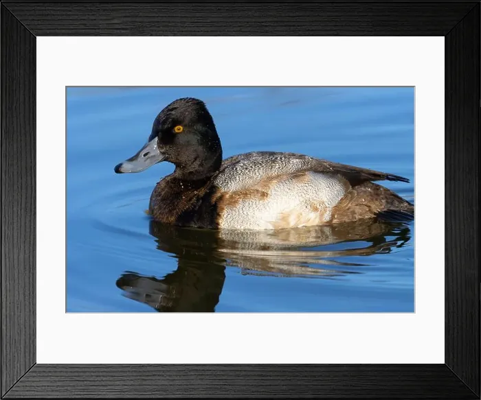 Framed Print : Lesser Scaup (Aythya affinis), George C Reifel Migratory Bird Sanctuary, British Columbia, Canada Framed Print : Lesser Scaup (Aythya affinis), George C Reifel Migratory Bird Sanctuary, British Columbia, Canada