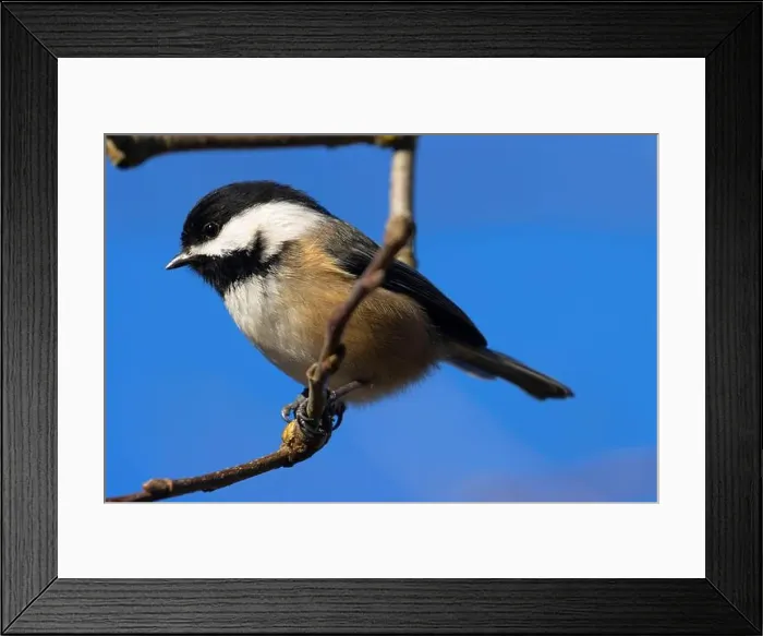 Framed Print : Black-capped chickadee (Poecile atricapillus), George C Reifel Migratory Bird Sanctuary, British Columbia, Canada Framed Print : Black-capped chickadee (Poecile atricapillus), George C Reifel Migratory Bird Sanctuary, British Columbia, Canada