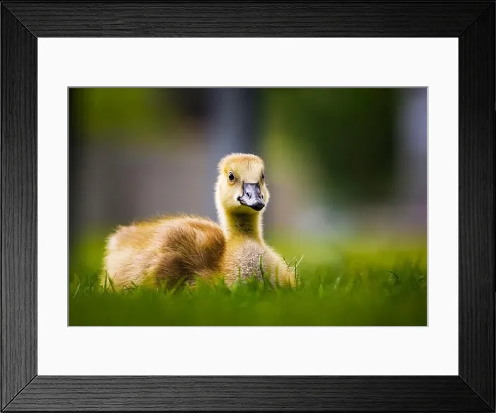 Framed Print : Canada Goose gosling - branta canadensis - resting on grass with its legs tucked under its body Framed Print : Canada Goose gosling - branta canadensis - resting on grass with its legs tucked under its body