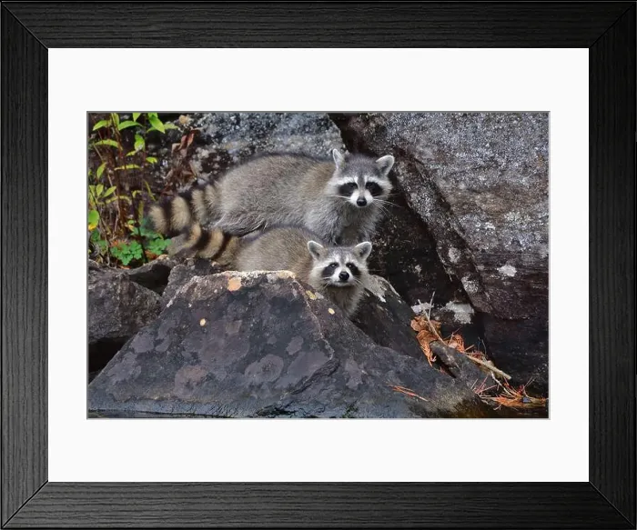 Framed Print : Two raccoon in the wild on a rock wall lake side Framed Print : Two raccoon in the wild on a rock wall lake side