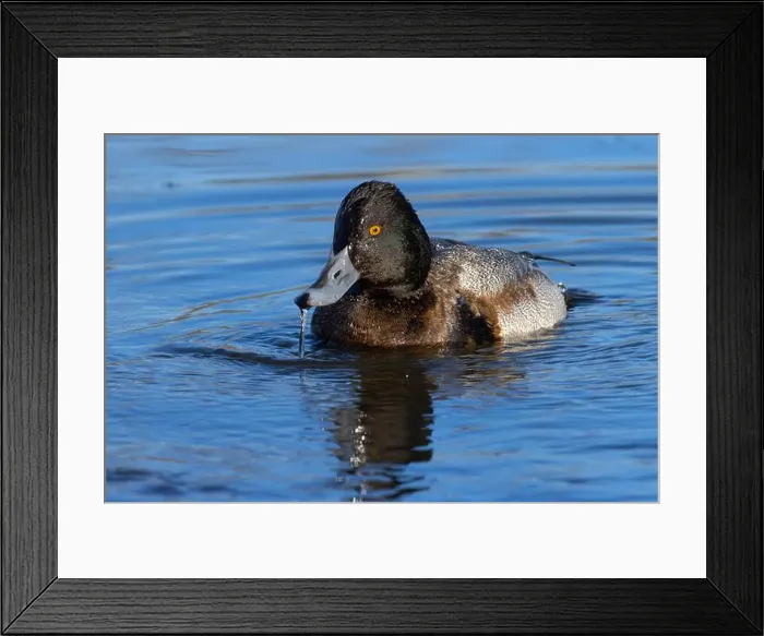 Framed Print : Lesser Scaup (Aythya affinis), George C Reifel Migratory Bird Sanctuary, British Columbia, Canada Framed Print : Lesser Scaup (Aythya affinis), George C Reifel Migratory Bird Sanctuary, British Columbia, Canada