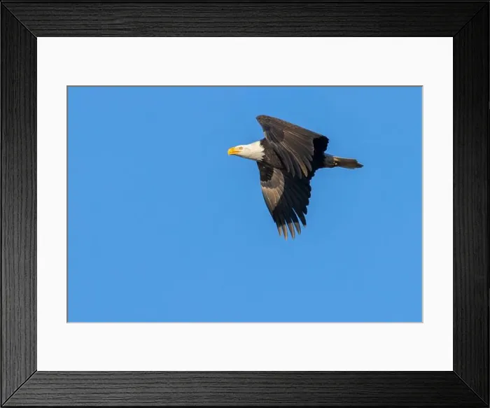 Framed Print : Bald eagle (Haliaeetus leucocephalus), George C Reifel Migratory Bird Sanctuary, British Columbia, Canada Framed Print : Bald eagle (Haliaeetus leucocephalus), George C Reifel Migratory Bird Sanctuary, British Columbia, Canada