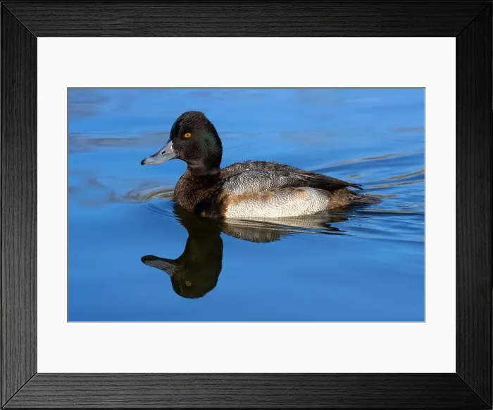Framed Print : Lesser Scaup (Aythya affinis), George C Reifel Migratory Bird Sanctuary, British Columbia, Canada Framed Print : Lesser Scaup (Aythya affinis), George C Reifel Migratory Bird Sanctuary, British Columbia, Canada