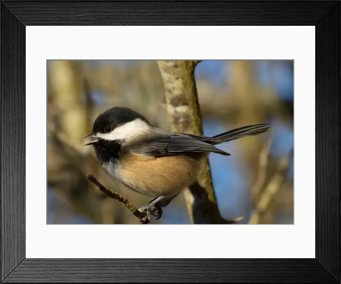 Framed Print : Black-capped chickadee (Poecile atricapillus), George C Reifel Migratory Bird Sanctuary, British Columbia, Canada Framed Print : Black-capped chickadee (Poecile atricapillus), George C Reifel Migratory Bird Sanctuary, British Columbia, Canada