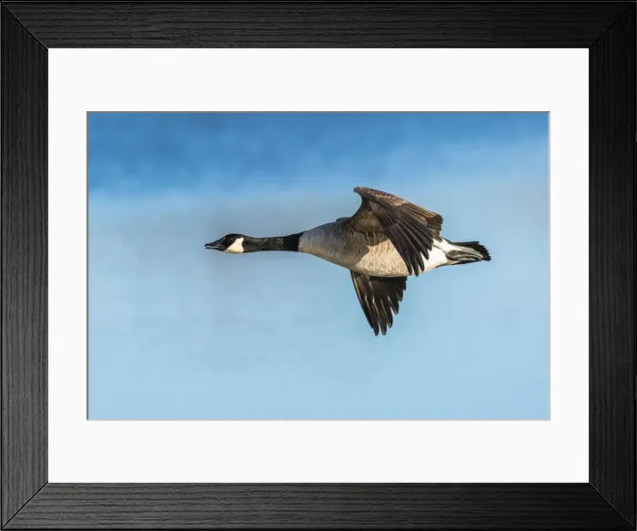 Framed Print : Canada Goose, Branta canadensis, bird in flight over winter marshes Framed Print : Canada Goose, Branta canadensis, bird in flight over winter marshes