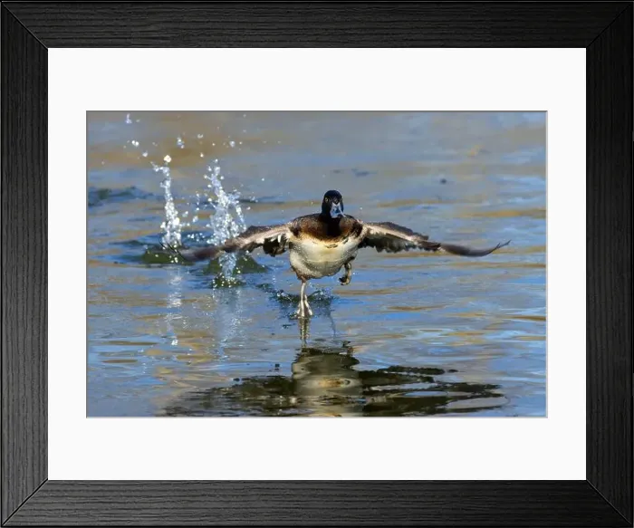 Framed Print : Lesser Scaup (Aythya affinis), George C Reifel Migratory Bird Sanctuary, British Columbia, Canada Framed Print : Lesser Scaup (Aythya affinis), George C Reifel Migratory Bird Sanctuary, British Columbia, Canada
