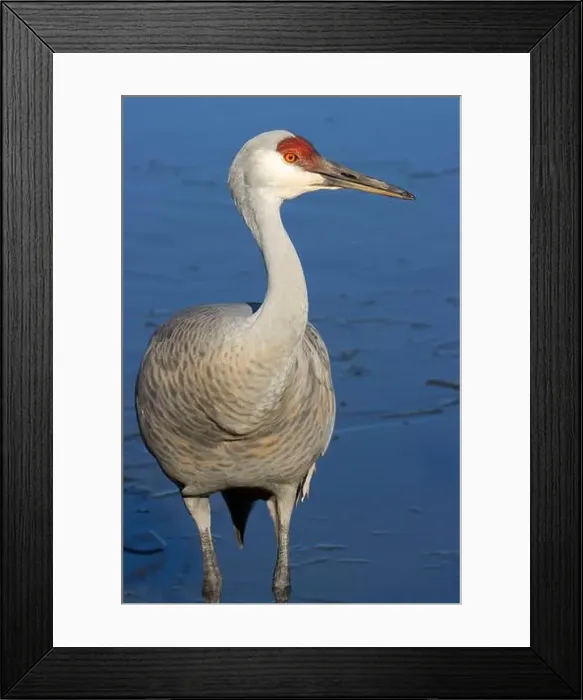Framed Print : Sandhill crane (Grus canadensis), George C Reifel Migratory Bird Sanctuary, British Columbia, Canada Framed Print : Sandhill crane (Grus canadensis), George C Reifel Migratory Bird Sanctuary, British Columbia, Canada