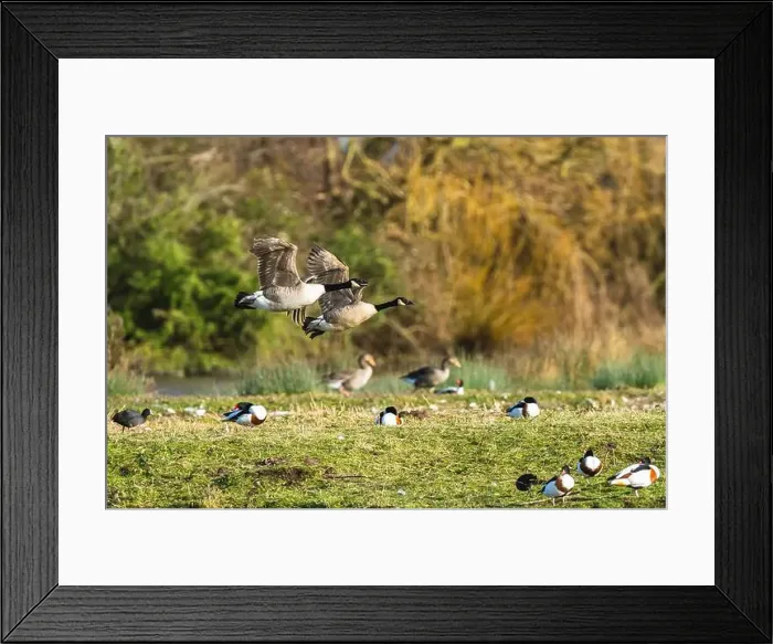 Framed Print : Canada Goose, Branta canadensis, birds in flight over winter marshes Framed Print : Canada Goose, Branta canadensis, birds in flight over winter marshes