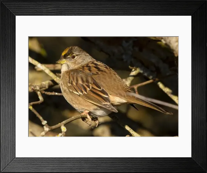 Framed Print : Golden-crowned sparrow (Zonotrichia atricapilla), George C Reifel Migratory Bird Sanctuary, British Columbia, Canada Framed Print : Golden-crowned sparrow (Zonotrichia atricapilla), George C Reifel Migratory Bird Sanctuary, British Columbia, Canada