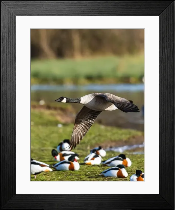 Framed Print : Canada Goose, Branta canadensis, bird in flight over winter marshes