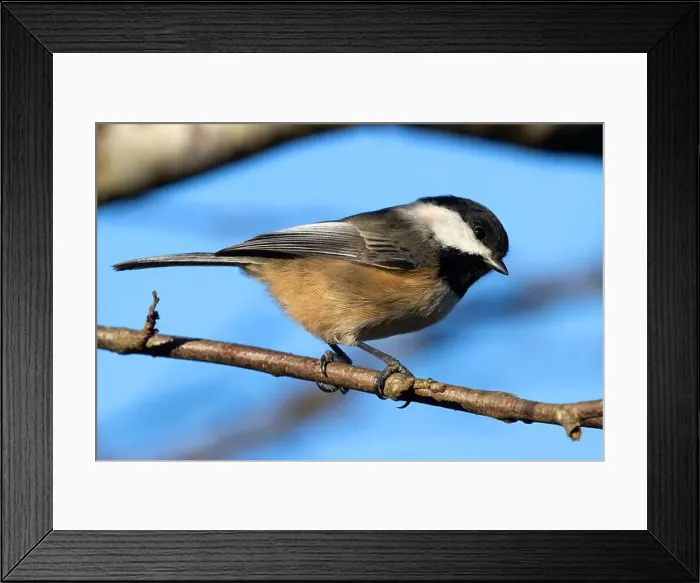 Framed Print : Black-capped chickadee (Poecile atricapillus), George C Reifel Migratory Bird Sanctuary, British Columbia, Canada Framed Print : Black-capped chickadee (Poecile atricapillus), George C Reifel Migratory Bird Sanctuary, British Columbia, Canada