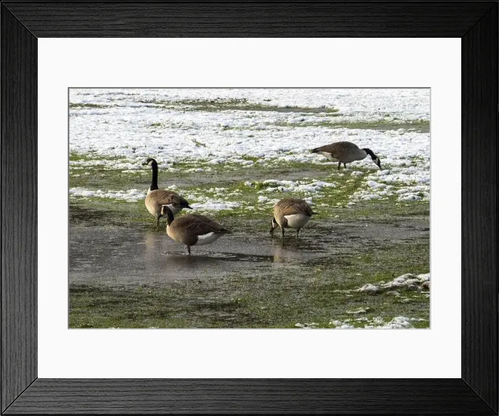 Framed Print : Canada geese foraging for food on a partially snow-covered grassy field with puddles Framed Print : Canada geese foraging for food on a partially snow-covered grassy field with puddles