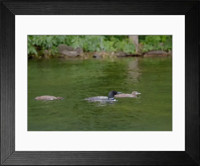 Framed Print : A beautiful Common Loon adult and two chicks on calm water near the shore of a Minnesota lake Framed Print : A beautiful Common Loon adult and two chicks on calm water near the shore of a Minnesota lake