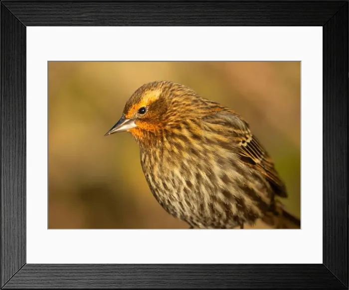 Framed Print : Red-winged blackbird (Agelaius phoeniceus), George C Reifel Migratory Bird Sanctuary, British Columbia, Canada Framed Print : Red-winged blackbird (Agelaius phoeniceus), George C Reifel Migratory Bird Sanctuary, British Columbia, Canada