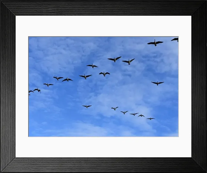 Framed Print : Canada Geese Framed Print : Canada Geese