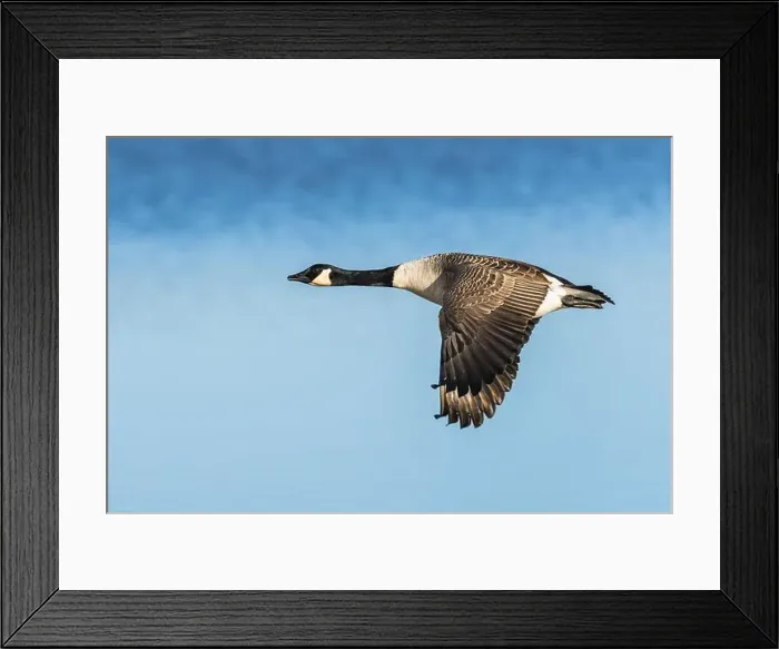 Framed Print : Canada Goose, Branta canadensis, bird in flight over winter marshes Framed Print : Canada Goose, Branta canadensis, bird in flight over winter marshes