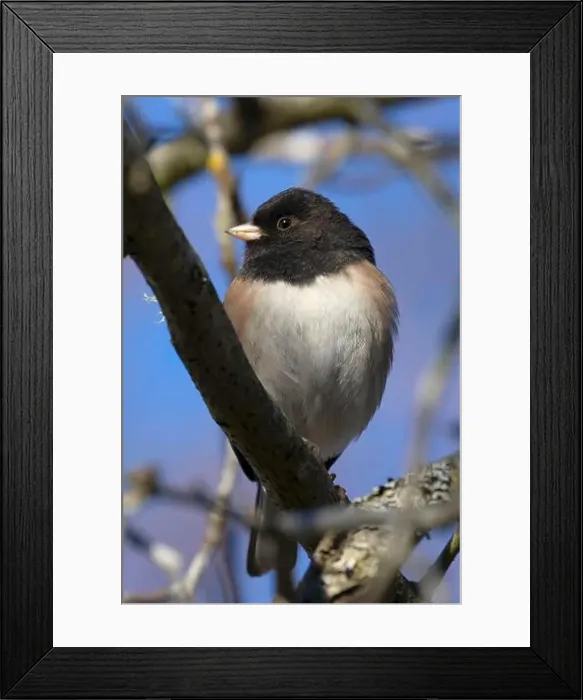 Framed Print : Dark-eyed junco (Junco hyemalis), George C Reifel Migratory Bird Sanctuary, British Columbia, Canada Framed Print : Dark-eyed junco (Junco hyemalis), George C Reifel Migratory Bird Sanctuary, British Columbia, Canada