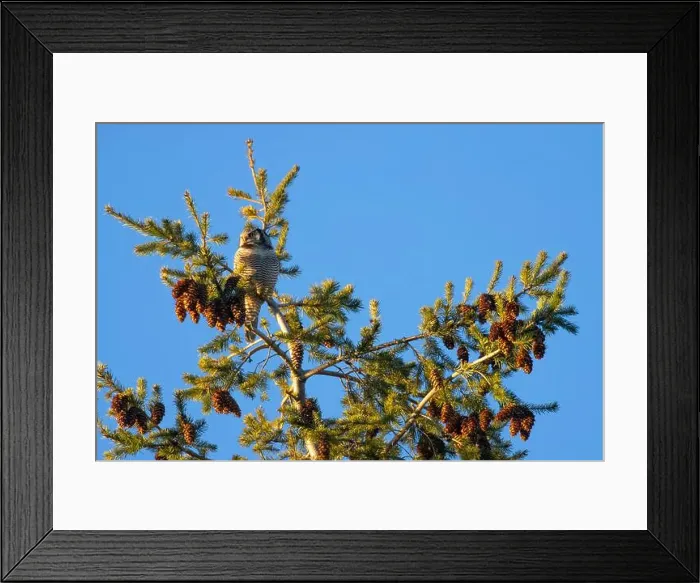 Framed Print : Northern Hawk Owl (Surnia ulula), Ladner, British Columbia, Canada Framed Print : Northern Hawk Owl (Surnia ulula), Ladner, British Columbia, Canada