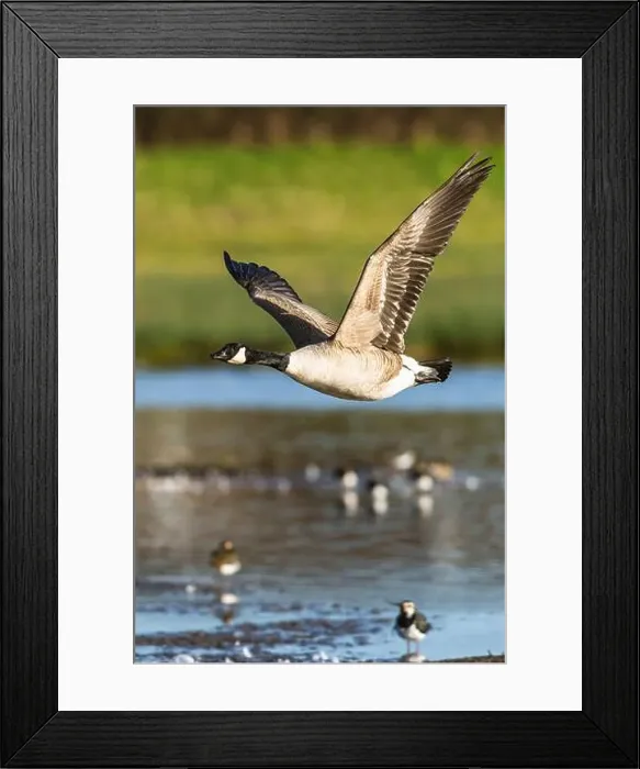 Framed Print : Canada Goose, Branta canadensis, bird in flight over winter marshes Framed Print : Canada Goose, Branta canadensis, bird in flight over winter marshes