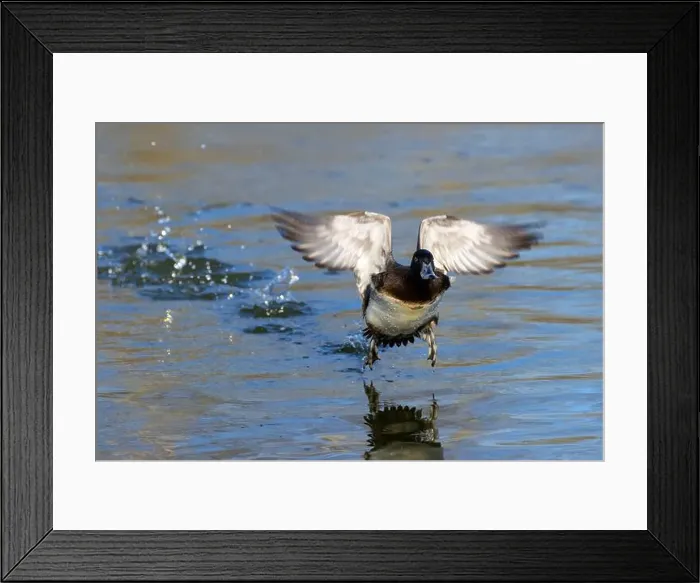 Framed Print : Lesser Scaup (Aythya affinis), George C Reifel Migratory Bird Sanctuary, British Columbia, Canada Framed Print : Lesser Scaup (Aythya affinis), George C Reifel Migratory Bird Sanctuary, British Columbia, Canada