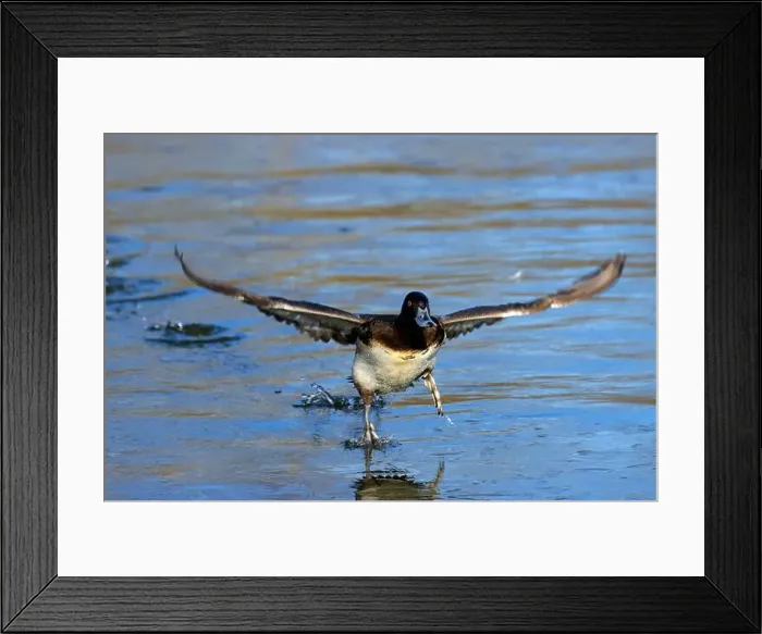 Framed Print : Lesser Scaup (Aythya affinis), George C Reifel Migratory Bird Sanctuary, British Columbia, Canada Framed Print : Lesser Scaup (Aythya affinis), George C Reifel Migratory Bird Sanctuary, British Columbia, Canada