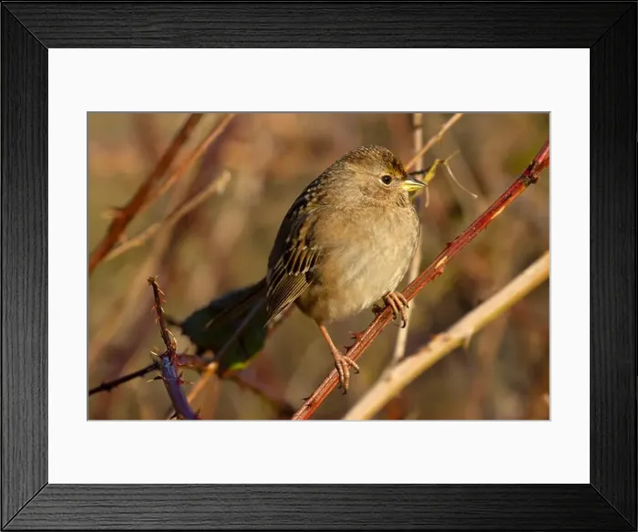 Framed Print : Golden-crowned sparrow (Zonotrichia atricapilla), George C Reifel Migratory Bird Sanctuary, British Columbia, Canada Framed Print : Golden-crowned sparrow (Zonotrichia atricapilla), George C Reifel Migratory Bird Sanctuary, British Columbia, Canada