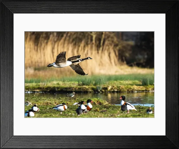 Framed Print : Canada Goose, Branta canadensis, birds in flight over winter marshes Framed Print : Canada Goose, Branta canadensis, birds in flight over winter marshes