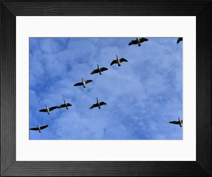 Framed Print : Canada Geese Framed Print : Canada Geese